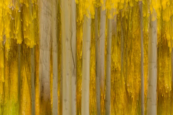 Podzimní Barvy Aspen Trees Abstrakt — Stock fotografie