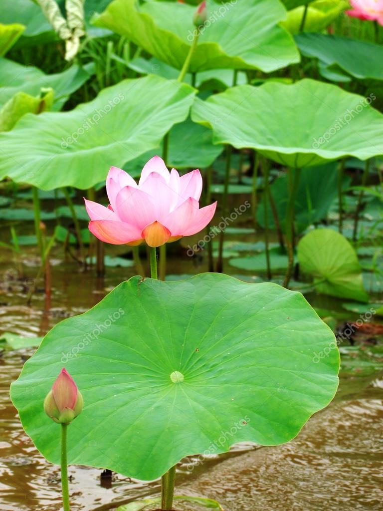 Pink lotus flower with leaves, a pond — Stock Photo
