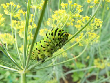 Caterpillar eateth dereotu