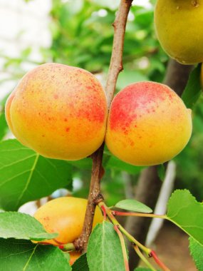 beyaz zemin üzerinde mevcut kanunda iş adamı