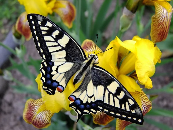 Papillon Machaon assis sur la fleur — Photo