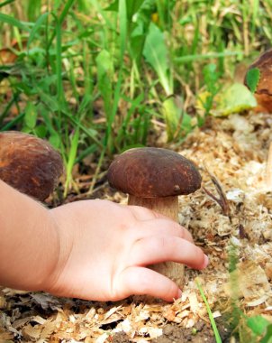 beyaz mantar toplamak