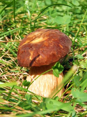 Çimenlerde büyüyen mantar.