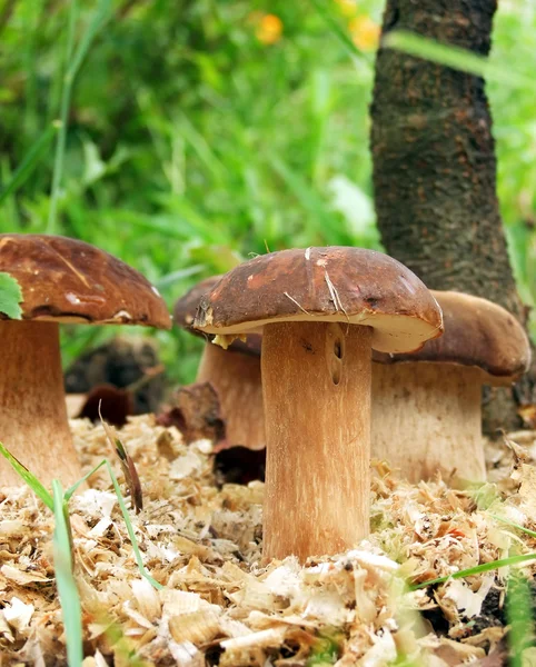 Mushrooms in the grass — Stock Photo, Image