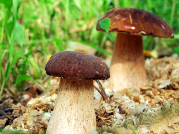 Mushrooms in the grass — Stock Photo, Image