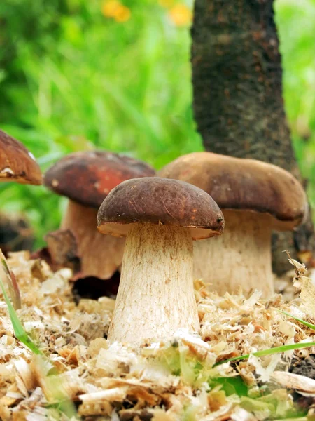 Mushrooms in the grass — Stock Photo, Image