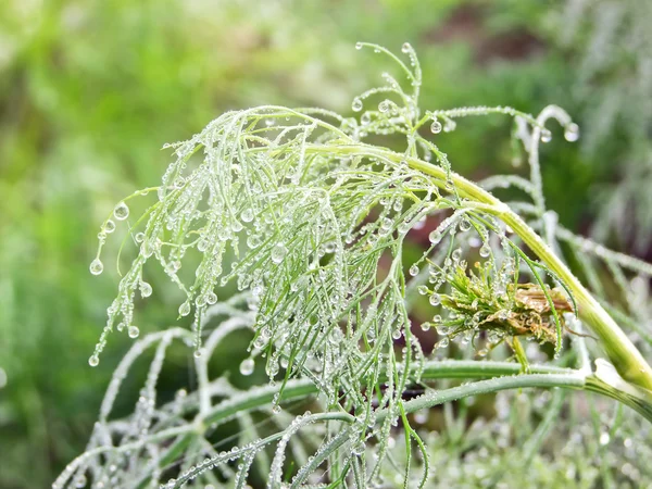 Morgentau — Stockfoto