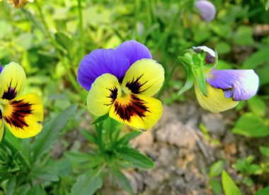 Bahçedeki çiçekler