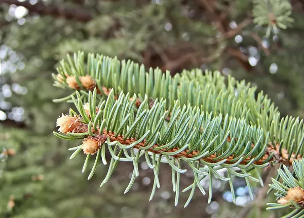 Young spruce twig — Stock Photo, Image