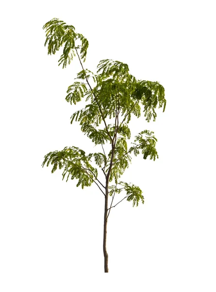Tamarindo albero su sfondo bianco — Foto Stock
