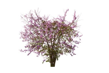 Beyaz arkaplanda ağaç