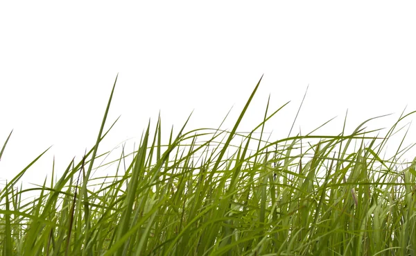 Трава на белом фоне . — стоковое фото
