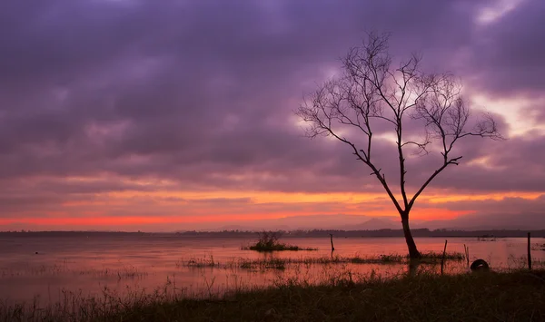 Droge boom in een reservoir — Stockfoto