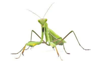 beyaz zemin üzerine çekirge