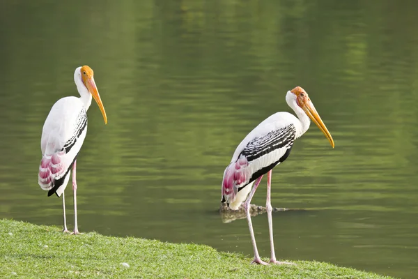 Oiseau cigogne peint . — Photo