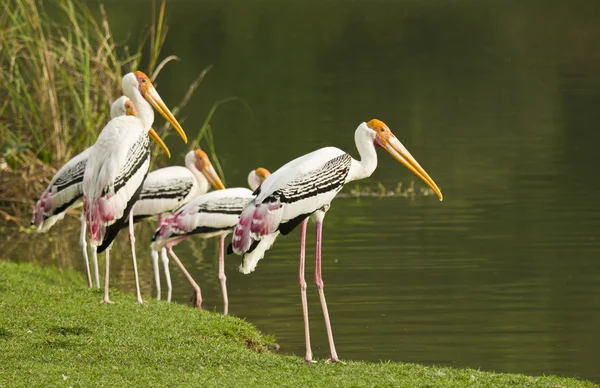 Pájaro cigüeña pintado . — Foto de Stock