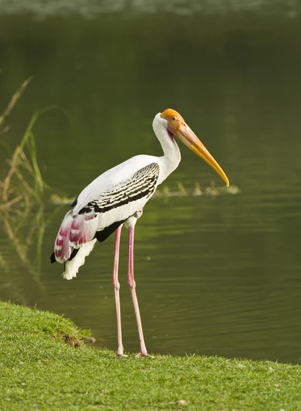 Oiseau cigogne peint . — Photo