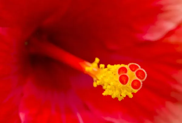 붉은 히 비 스커 스 꽃 — 스톡 사진