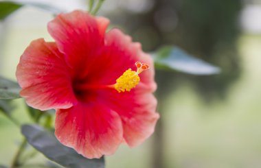 kırmızı amber çiçeği.