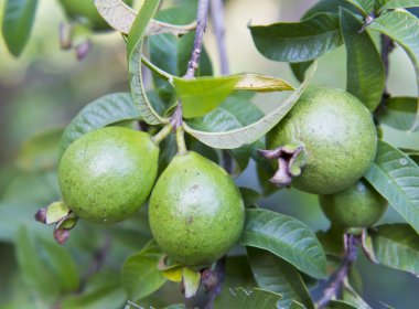 guava ağaç üzerinde.