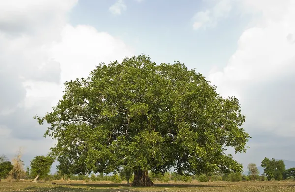 Δέντρο Bodhi — Φωτογραφία Αρχείου