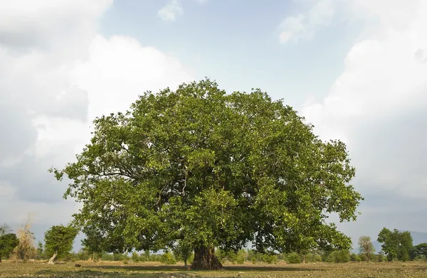 Árbol de Bodhi —  Fotos de Stock