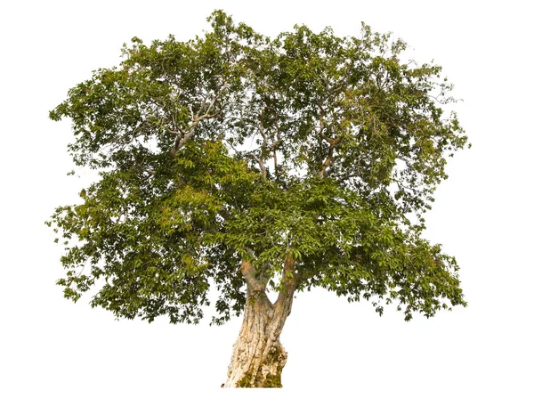 Дерево на белом Лицензионные Стоковые Фото