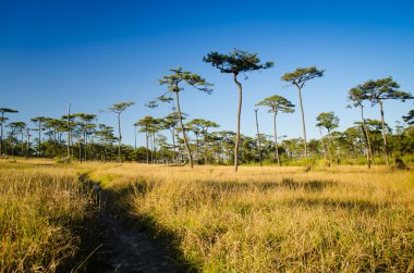 kuru ot alanı ile yürüyüş yolu