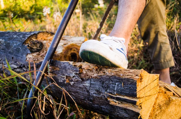 Sawing the giant log — Stock Photo, Image