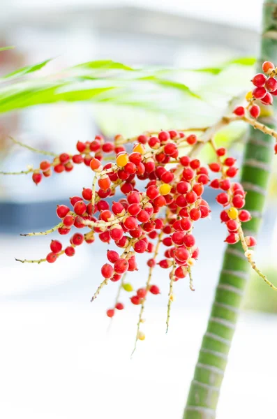 赤のビンロウの実椰子の木に — ストック写真