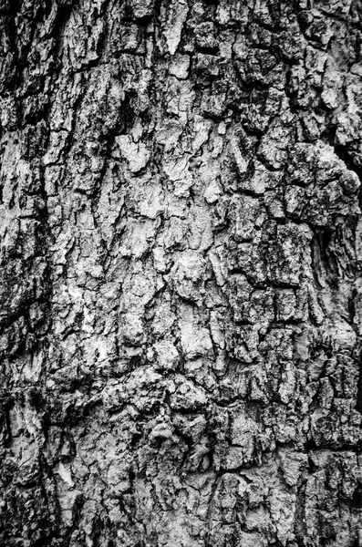 木树皮的关门 — 图库照片