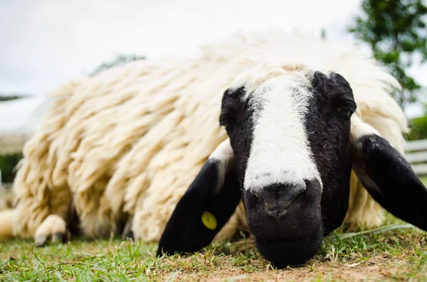 Close up of a sheep — Stock Photo, Image