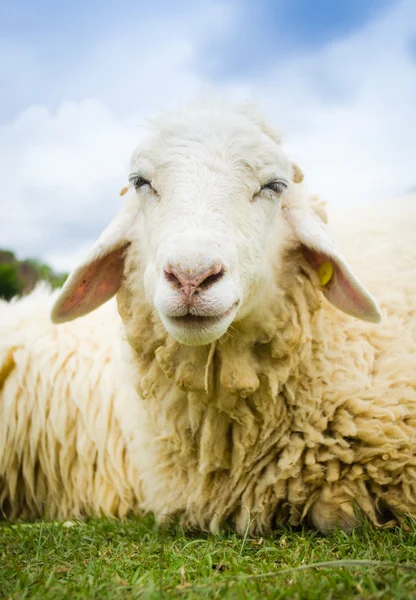 Nahaufnahme eines Schafes — Stockfoto