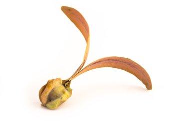 kanat tohum