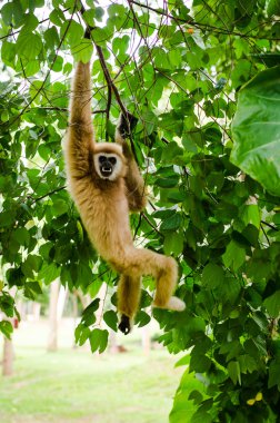 Gibbon