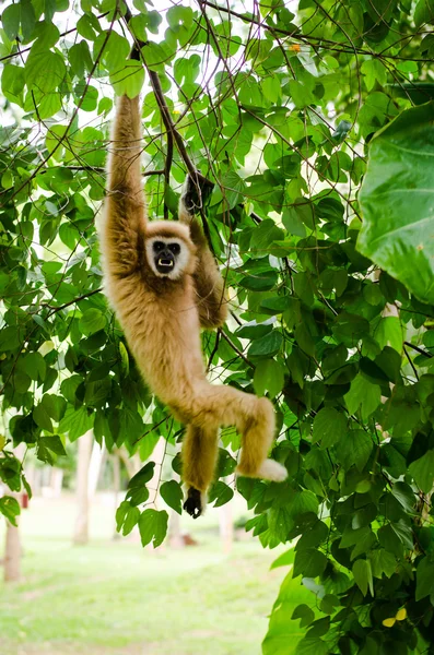 Gibbon — Stock Photo, Image