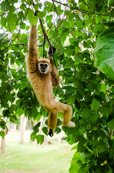 Gibbon — Stok fotoğraf