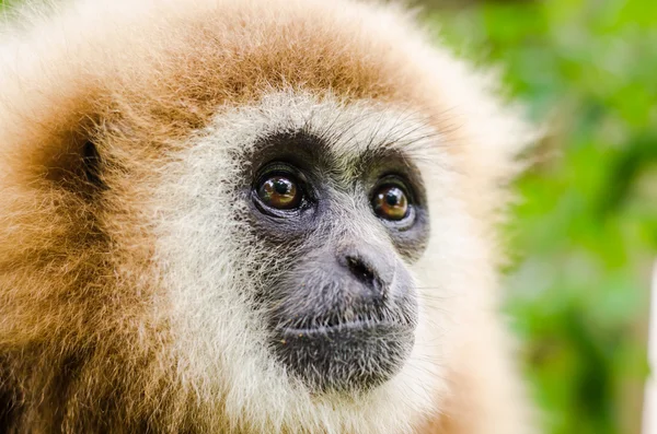 Gibbon... Fotografias De Stock Royalty-Free
