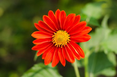 kırmızı gerbera