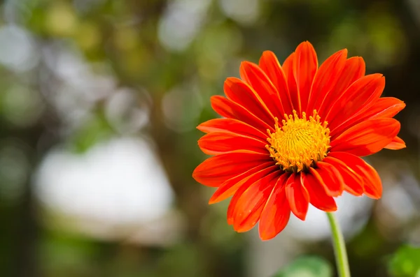 Červená gerbera — Stock fotografie