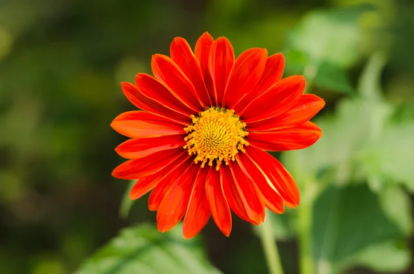 Röd gerbera — Stockfoto