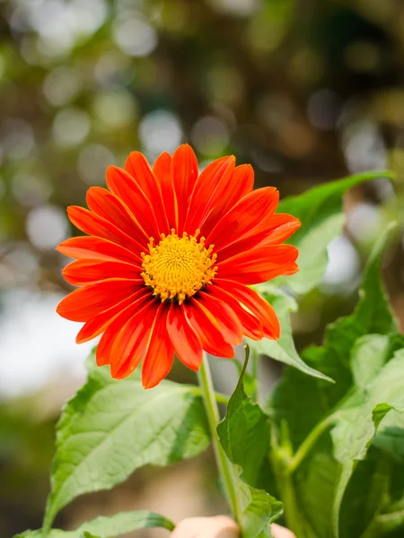 Gerberas rojas —  Fotos de Stock