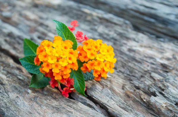 Λουλούδι Lantana ξύλο επιτόπου — Φωτογραφία Αρχείου
