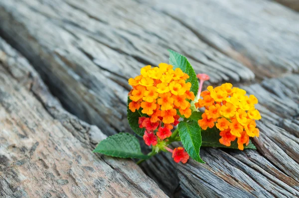 Lantana bloem op hout grond — Stockfoto