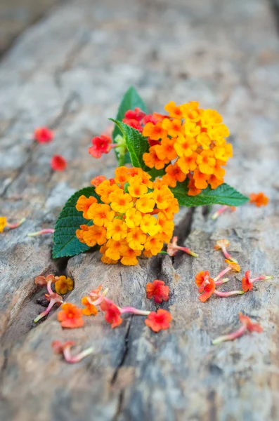 Lantana kwiat na ziemi drewna — Zdjęcie stockowe