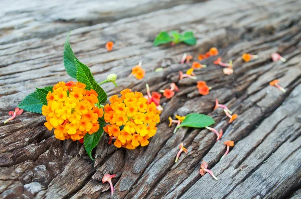 Λουλούδι Lantana ξύλο επιτόπου — Φωτογραφία Αρχείου