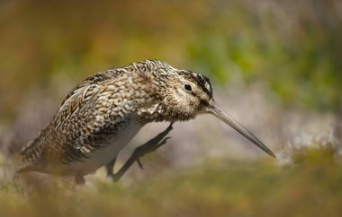 Falkland Adaları 'nda bir Güney Amerika çulluğunun yakınında..