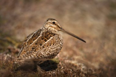 Güney Amerika çubuki, Falkland Adaları'nın yakın çekim.