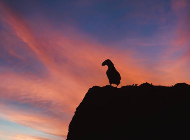 Atlantik martısı (fratercula arktica), Fair Island, Shetland, İngiltere 'de gün batımında bir uçurumda siluet..