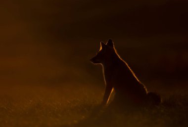 Gün batımında bir çayırda oturan kızıl tilki silueti (vulpes vulpes), Hollanda.